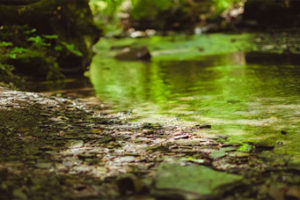portfolio image for PPDC
